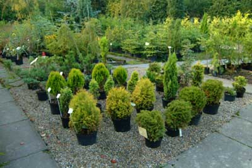 Dwarf Conifers
